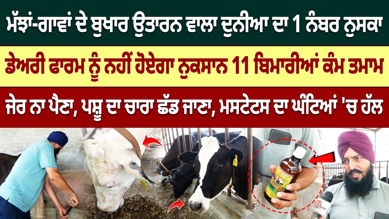 ਆਹ ਨੁਸਕਾ ਅਪਨਾਓ ਮੱਝਾਂ-ਗਾਵਾਂ ਨੂੰ ਬੁਖਾਰ ਤੋਂ ਬਚਾਓ