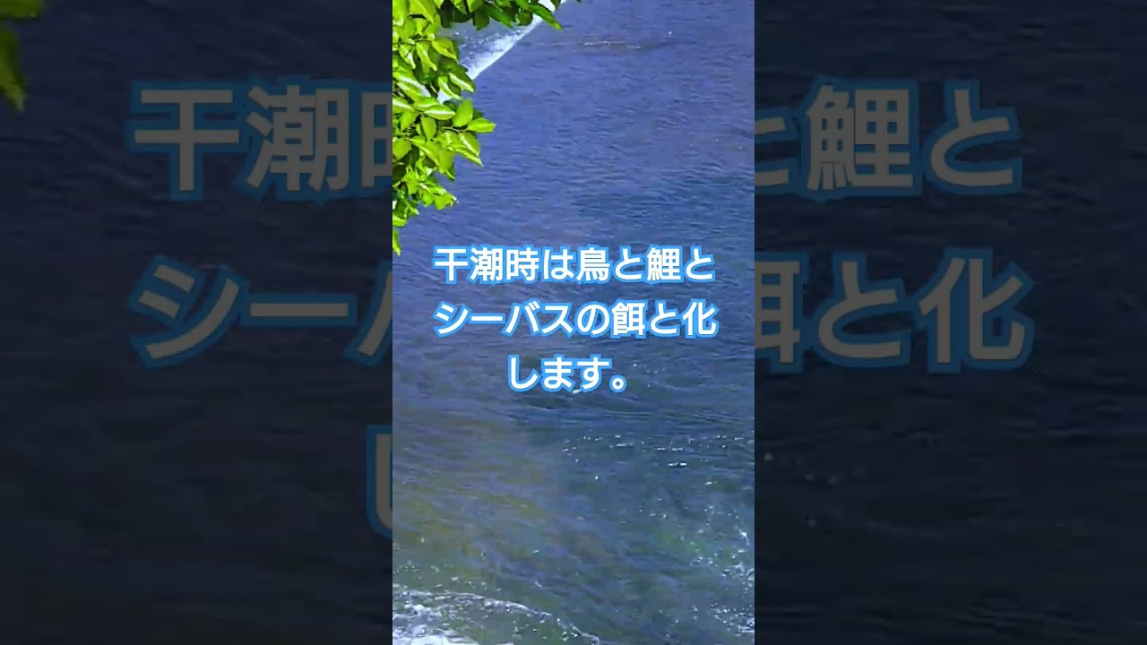 #鮎 #遡上 #魚道 #安濃川  こういう状態で、鮎が遡上できない川は日本全国にあると思います。例えば、土嚢とか、鎖と塩ビパイプを繋げた物を組み合わせ、簡易魚道を作れないかと考えています。