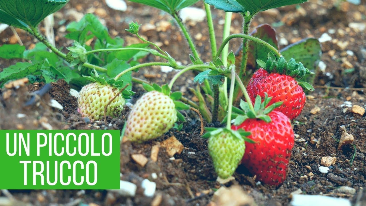 Fragole incredibili: aumento del 50% del raccolto | Orto e Giardinaggio