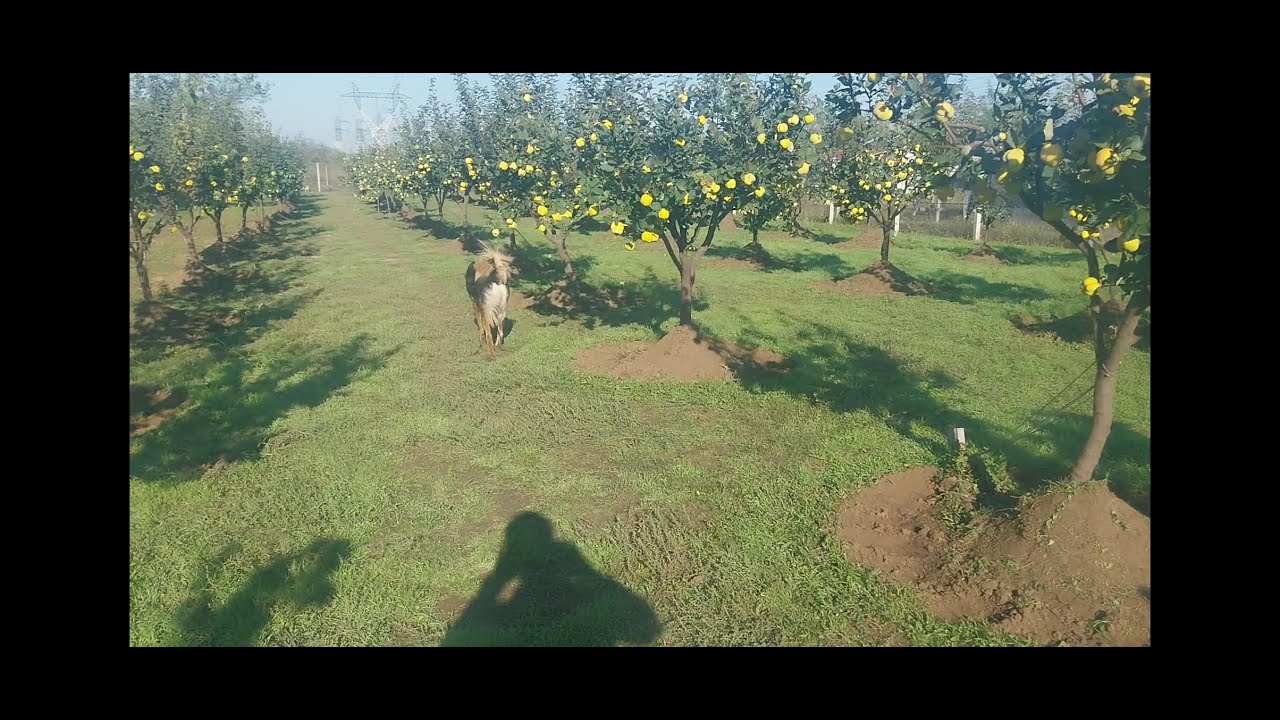Livada gutui Berezky 6 ani + 6 luni de la plantare.