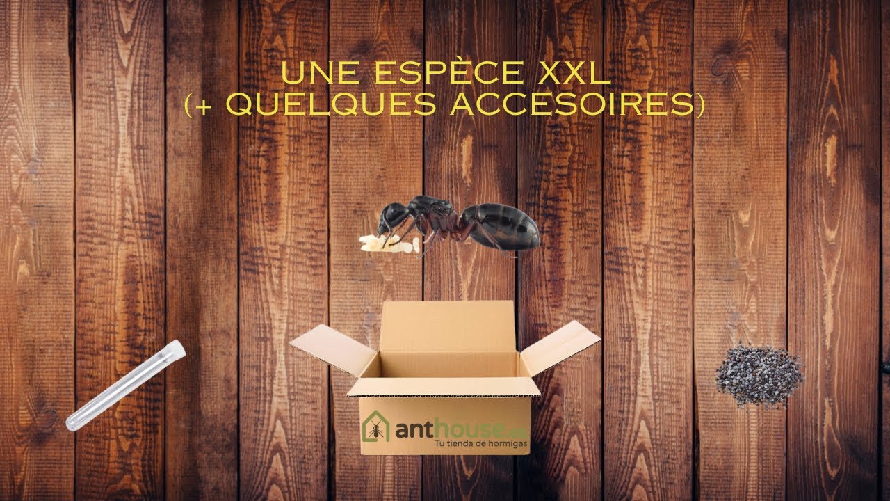 Unboxing de chez @anthouse