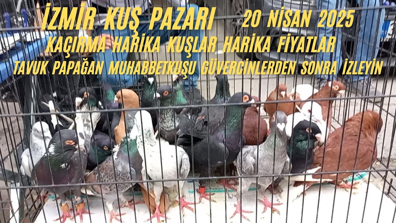 İZMİR KUŞ PAZARI #9 BU HAFTA PAZAR HARİKA  TAMAMINI İZLE #izmirkuşpazarı 