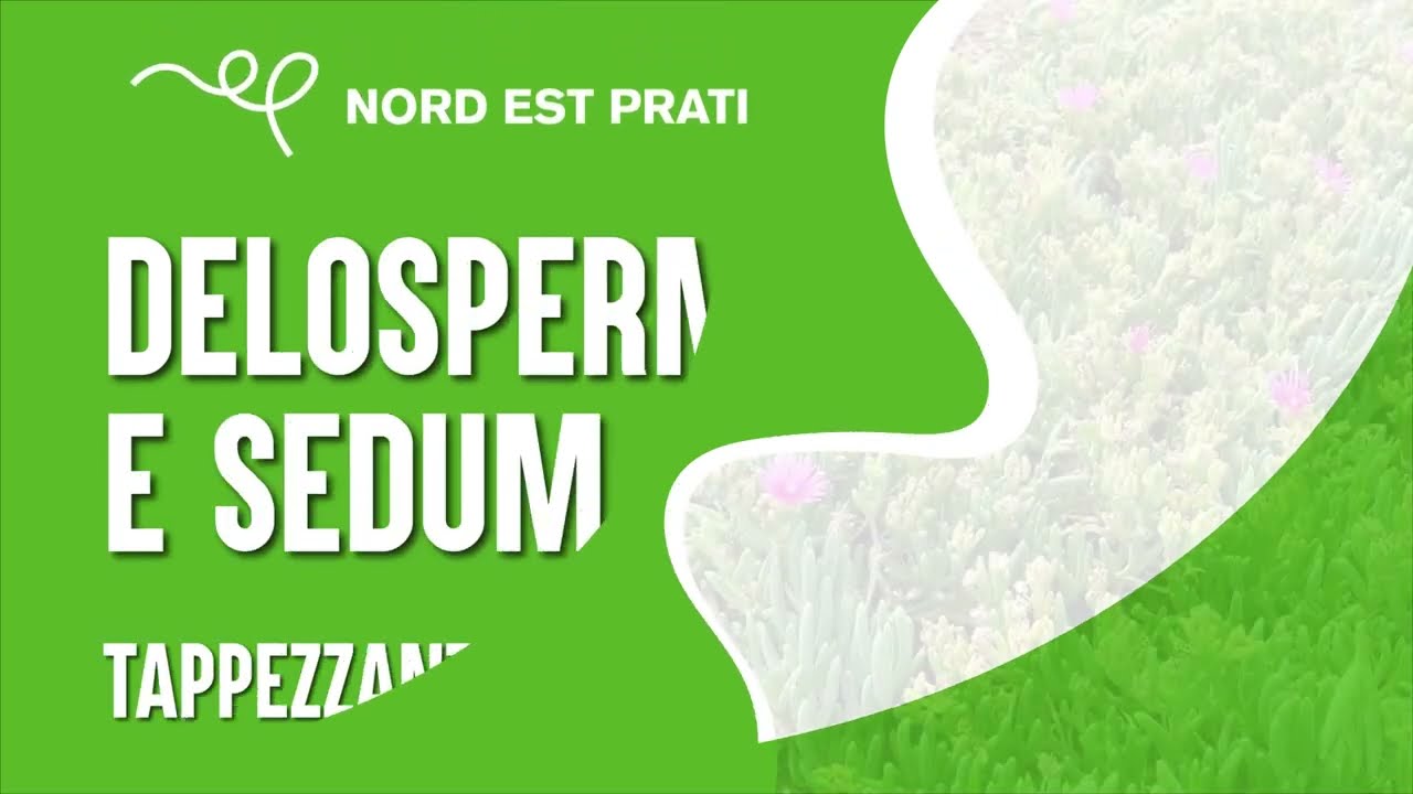 Sedum e Delosperma in zolle: dimostrazione di posa | Nord Est Prati
