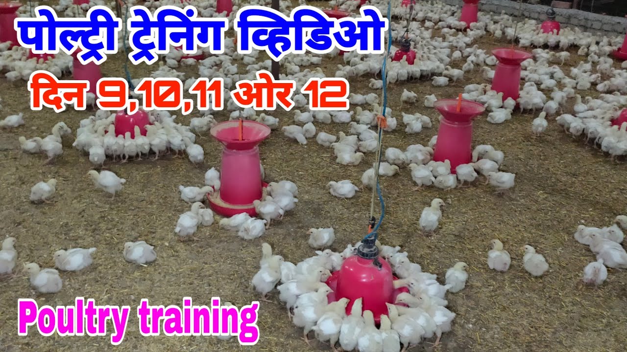 Poultry training video Day 9, 10 ,11 and 12 | ट्रेंनिग व्हिडिओ 9, 10, 11 ओर 12 दिन क्या करे