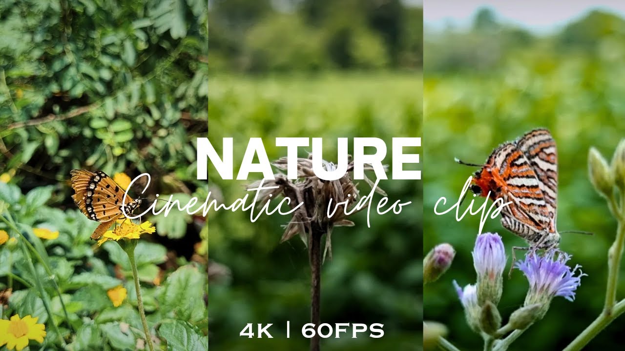 Nature cinematic view 4k 60 fps