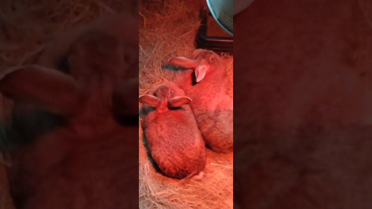 Hay chewing night 😄