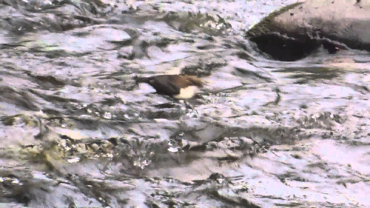 Dipper, Foraging @ Tir Founder