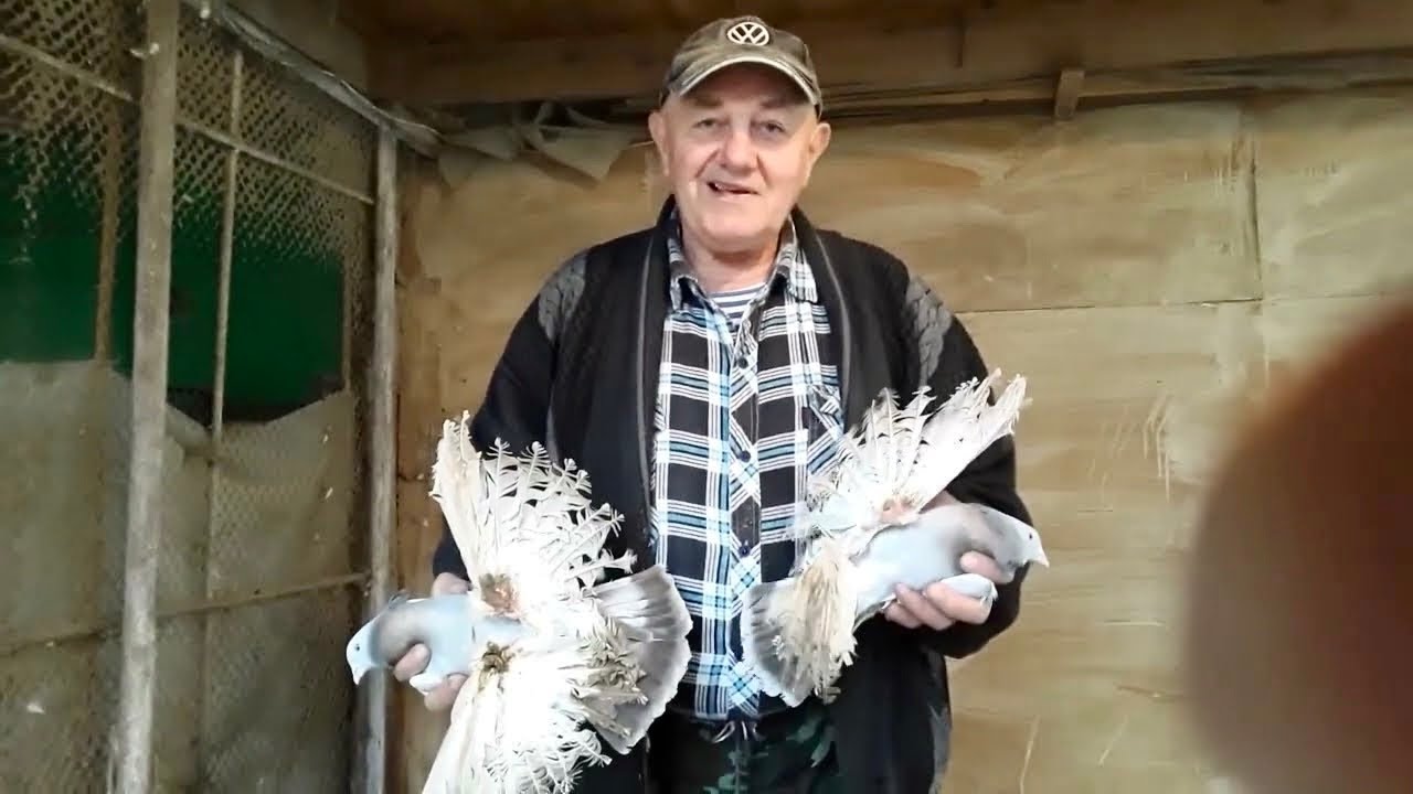 Супер Голуби! Северокавказские бойные голуби #голуби #pigeon #golubi #birds #kabootar #kabutar