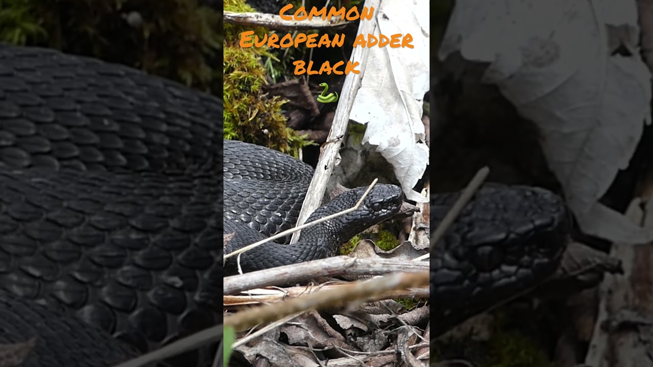 Common European adder black / Vip&egrave;re p&eacute;liade noire #nature #wildlife #suisse #adder #vip&egrave;re