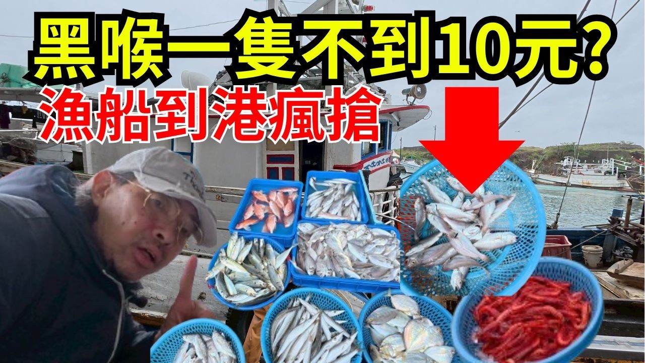 黑喉一隻不到10元？大溪漁港船剛到港全場搶瘋了！