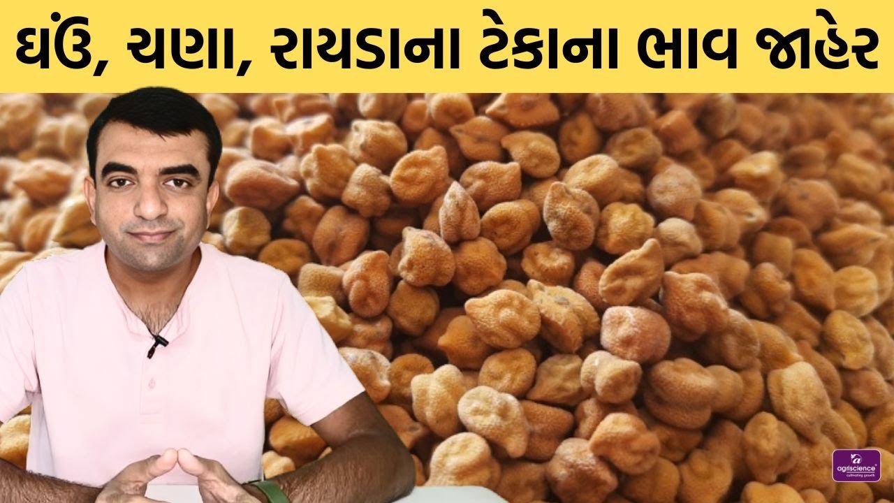 ઘઉં, ચણા, રાયડાના ટેકાના ભાવ જાહેર | MSP | Agriscience