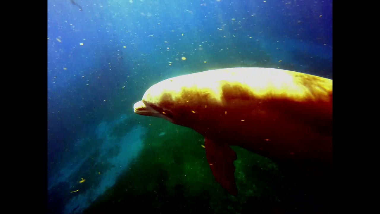 plongée à Bouillante Guadeloupe