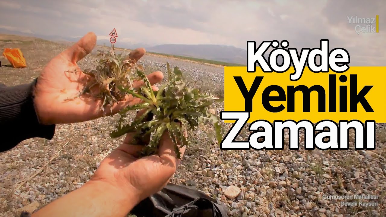 Köyde Yemlik ve Çırtlık Topladık