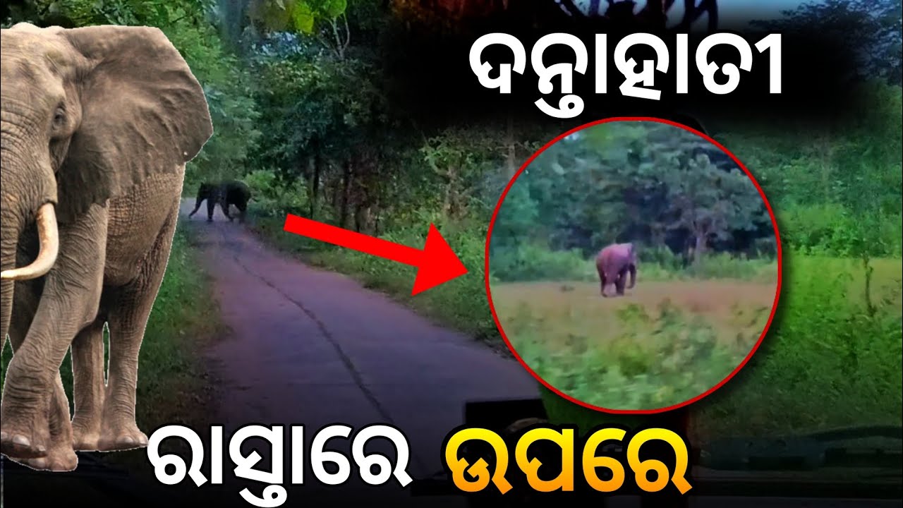 ରାସ୍ତା ଉପରକୁ ଆସିଗଲା  ଦନ୍ତାହାତୀ 🐘🦣ll ମଣିଷ ମରା ହାତୀ #odiavlogger@BD Chandan Vlog 