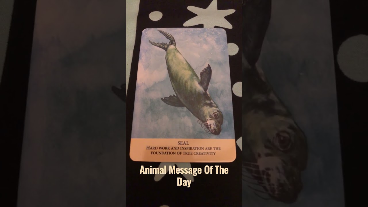 Animal Message Of The Day 03/06/2023 🦭 #Message AnimalMessage #OracleCards #AnimalGuides
