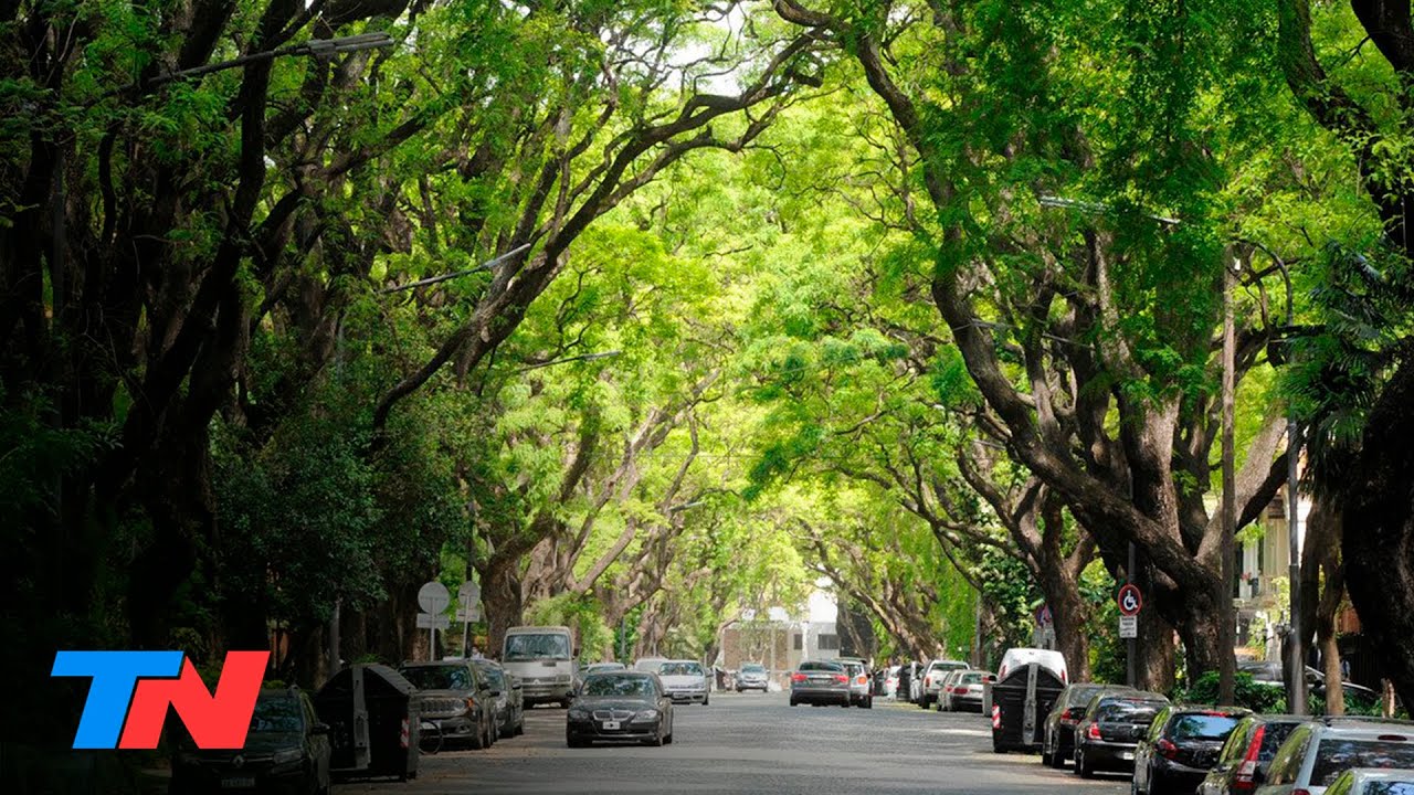 El llanto de las Tipas: por qu&eacute; cae agua de uno de los arboles m&aacute;s caracter&iacute;sticos de Buenos Aires