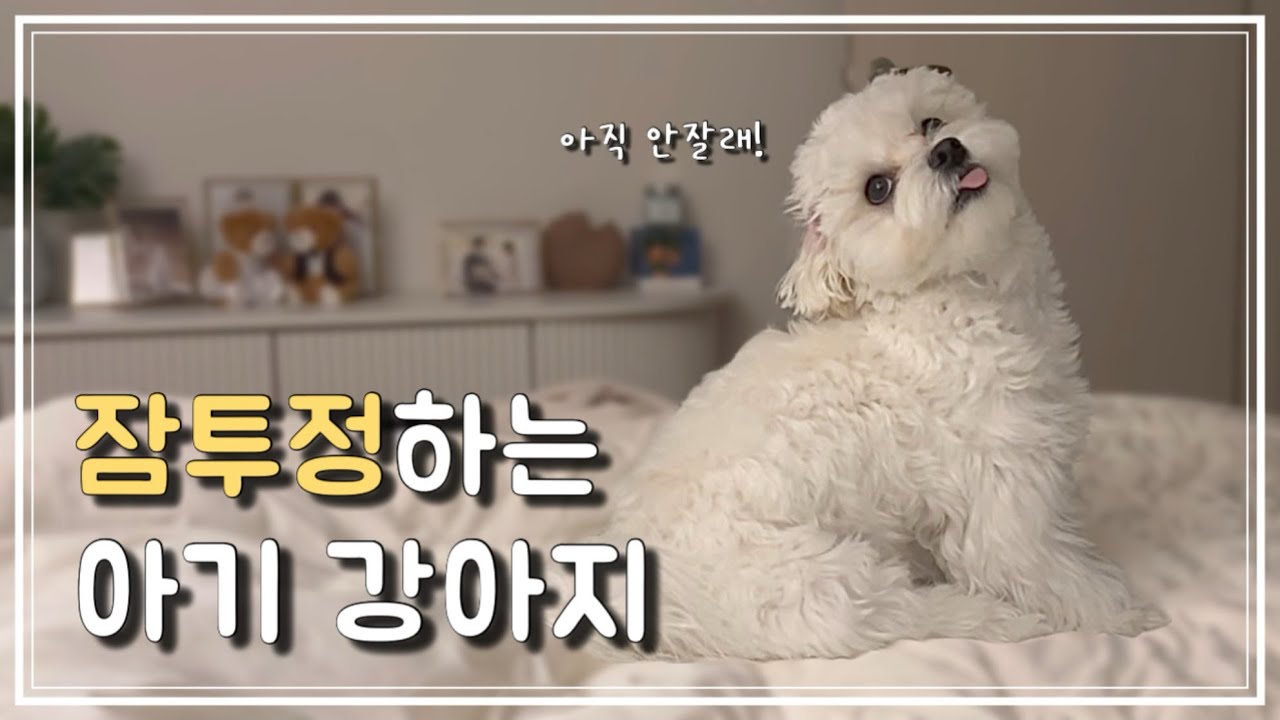 잠투정하는 에너자이저 강아지 | 말티즈 유키 브이로그