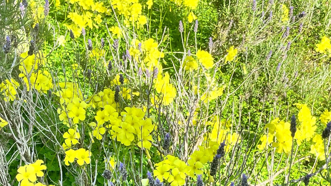 ꧁🌻꧂