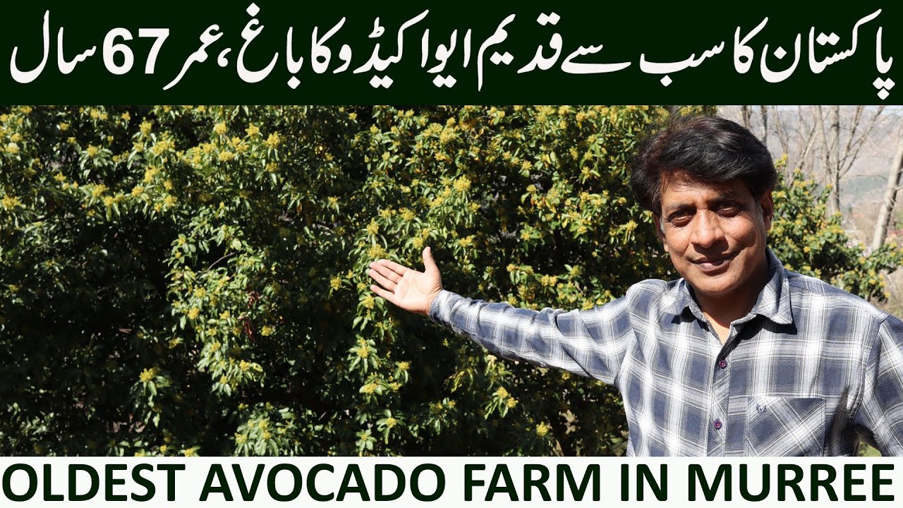 Witness the '67 Year Legacy of AVOCADO FARM in Murree!