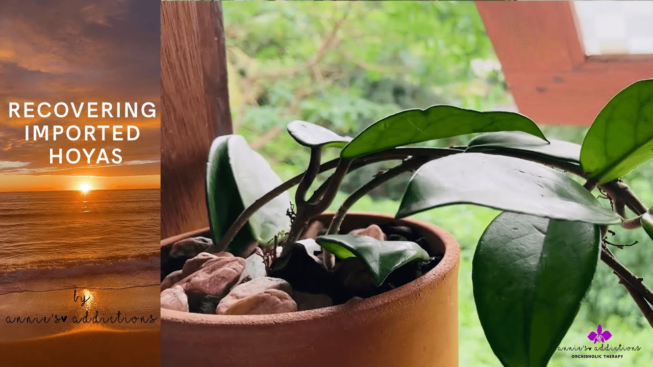Hoya Care for the Advanced Grower | RECOVERING DEHYDRATED HOYA STEMS - Step by step guide