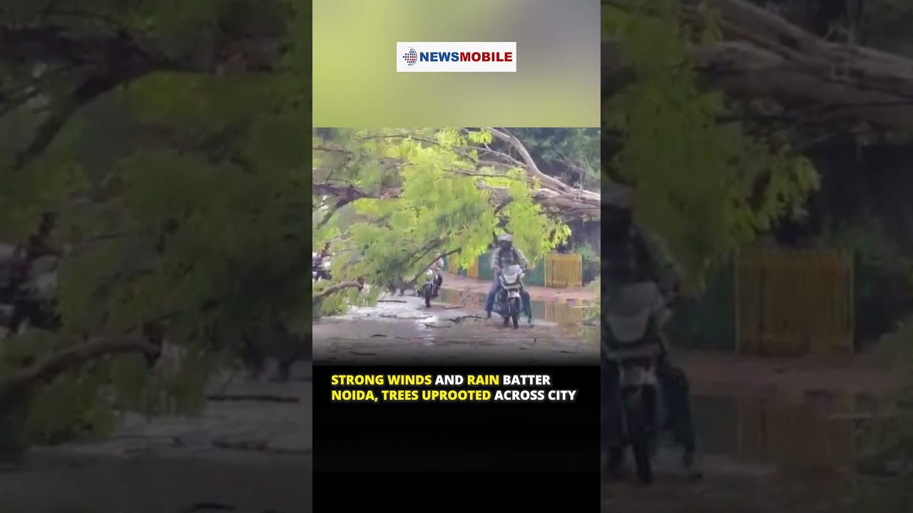 Strong Winds and Rain Batter Noida, Trees Uprooted Across City