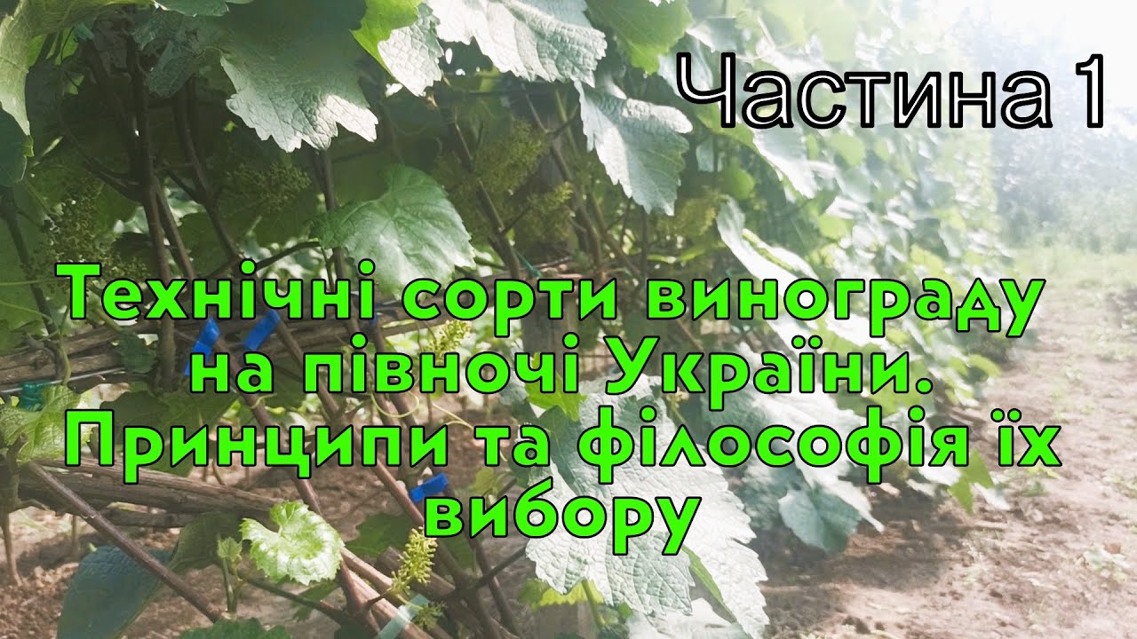 Технічні сорти винограду на півночі України. Частина 1