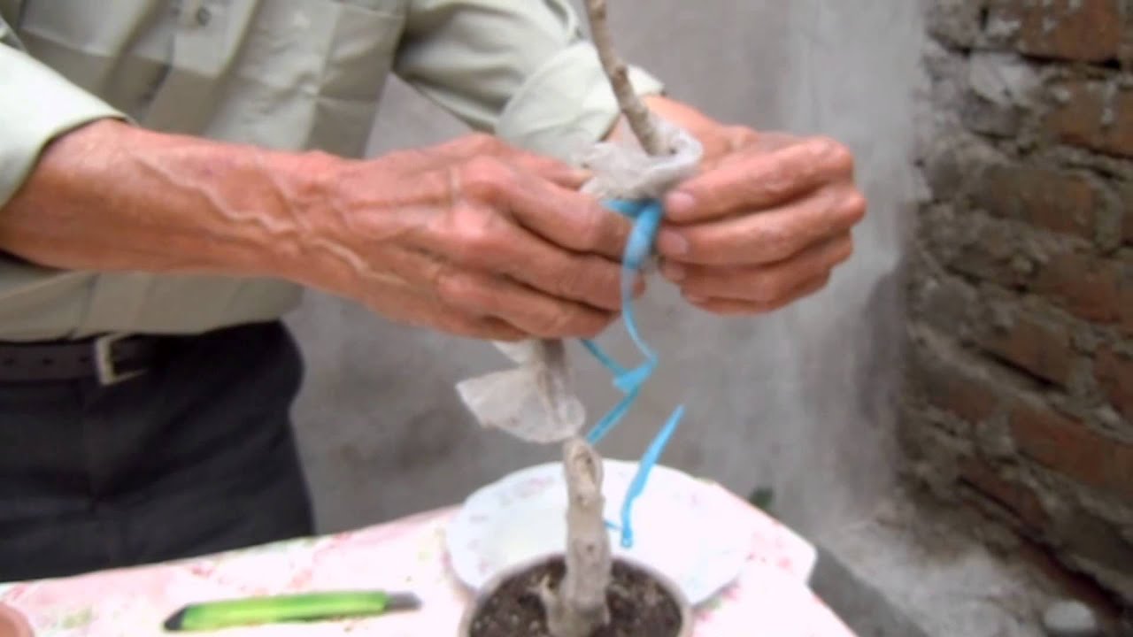 Acodo aéreo   ficus en maceta