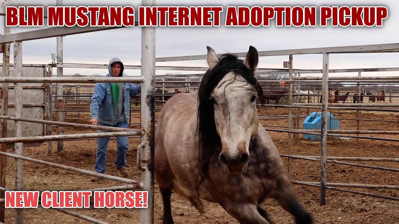 BLM MUSTANG ADOPTION | New Client Horse!