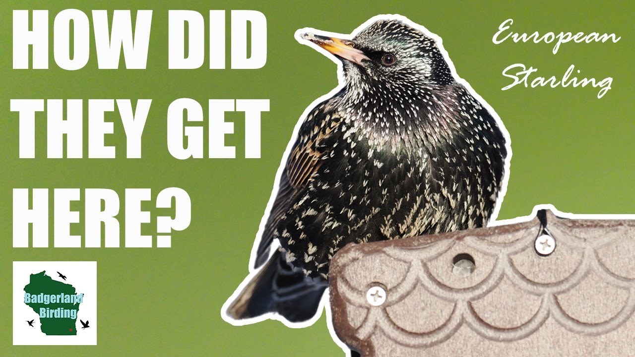 How the European Starling Conquered America