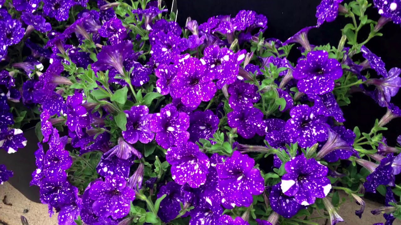 În grădina Danei: Dipladenia, Muşcata Calliope şi Petunia Night Sky (@TVR1)