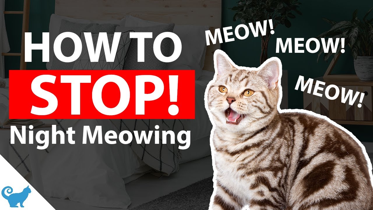How to stop cats from meowing at night? [Your Cat Question Answered]