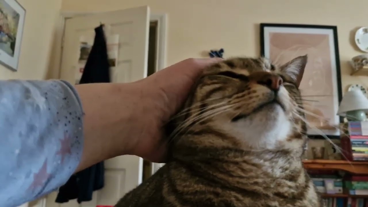 Imagine waking up to your cat staring at you and then walking away