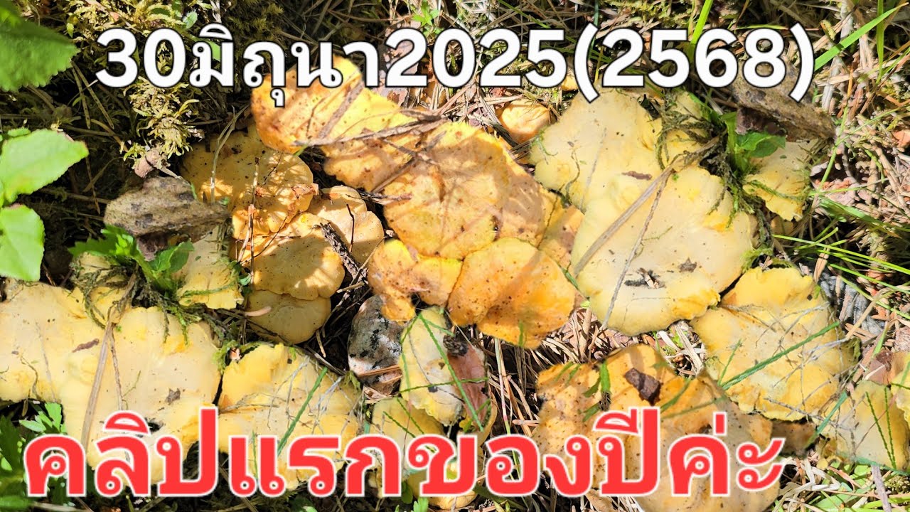 30มิถุนายน68คลิปแรกของปีนี้🍄🍄ทีแรกนึกว่าจะไม่ได้ยิ่งเดินยิ่งเจอ