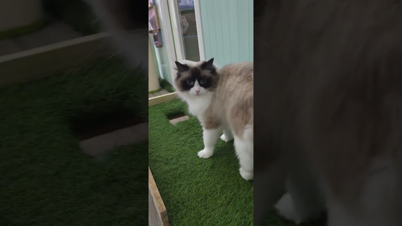All the clips from my trip to a Cat Cafe. Just cats. Its the best.