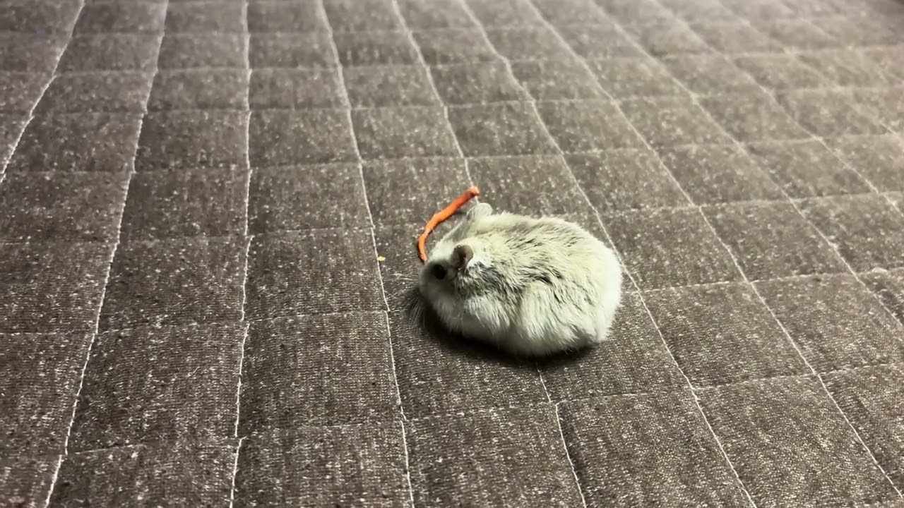 自分より大きい食事を済ませるハムスター　　#hamster #ハムスター 