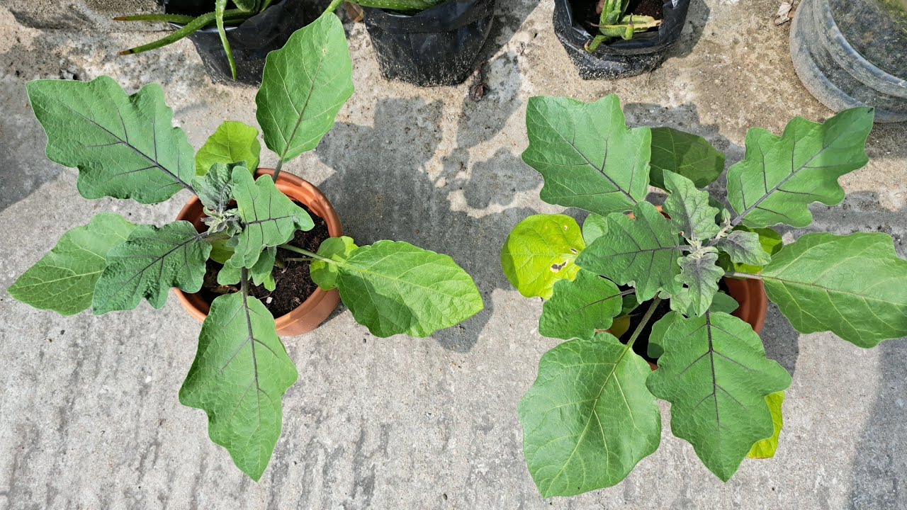 মাটি ছাড়াই ছাদ বাগানে বেগুন গাছ। eggplant plant on rooftop garden without soil... #rooftopgarden 
