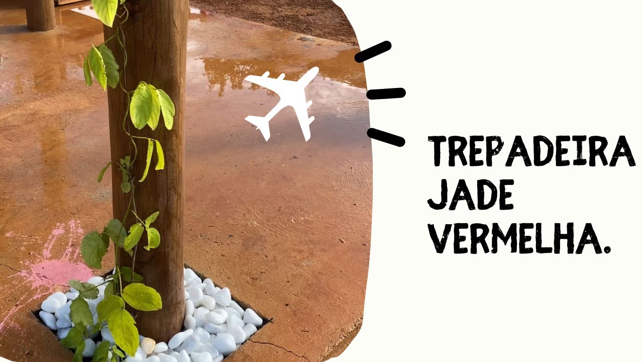 Trepadeira Jade, Linda! Vem conferir comigo como plantei elas no meu pergolado.