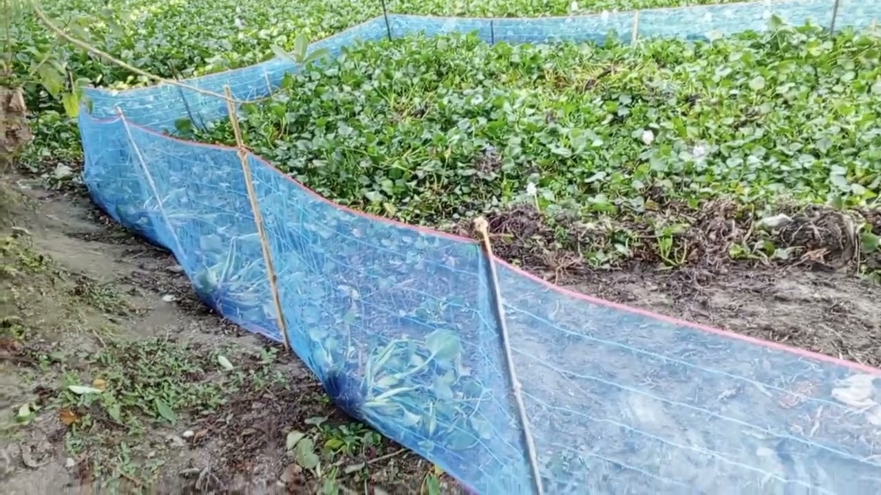 আলহামদুলিল্লাহ আমার হাঁসের খামার, বয়স মাত্র ৪০ দিন। আজকে হাঁসের জন্য নতুন একটি জায়গা তৈরি করলাম...