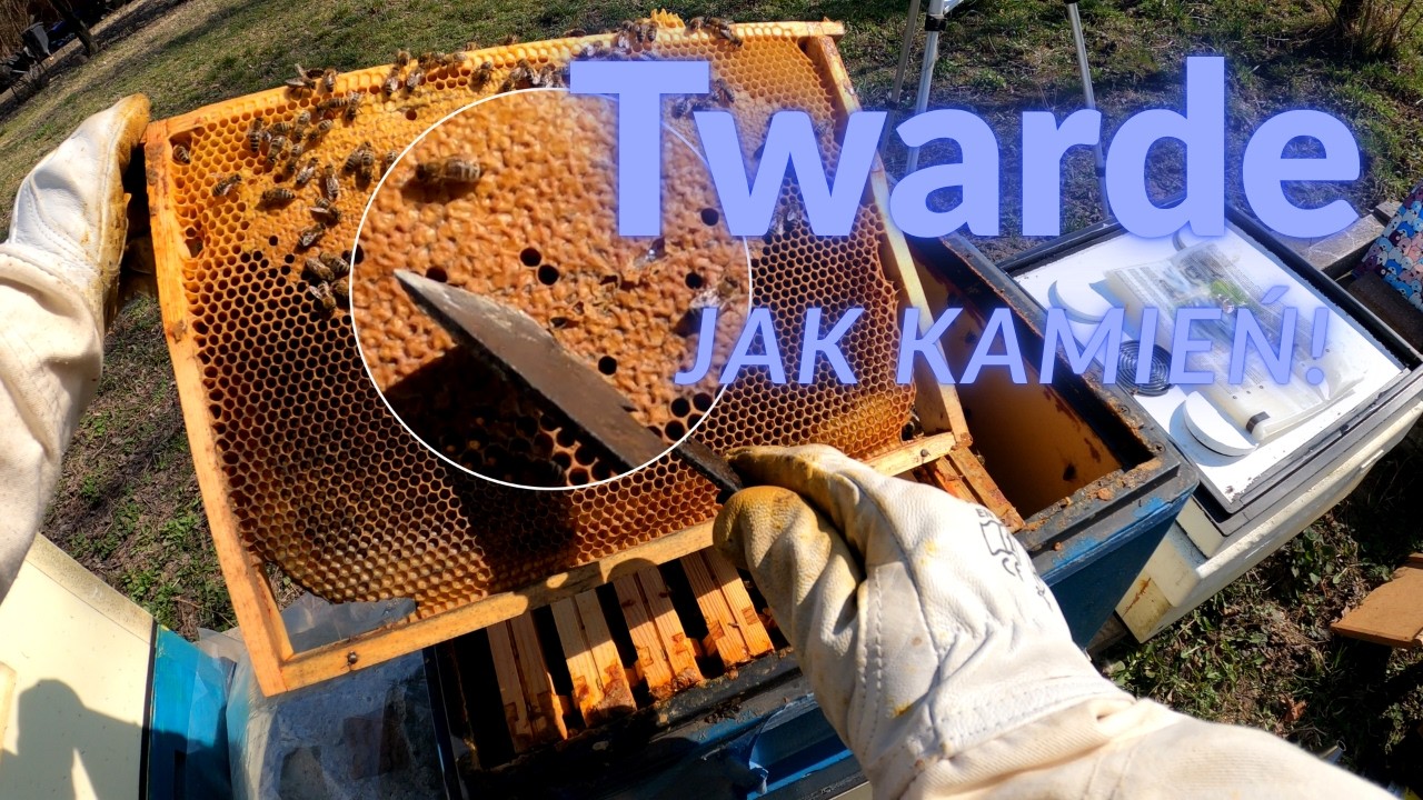 Pełne ramki, a pszczoły głodują?! Zaskoczenie podczas przeglądu 🐝