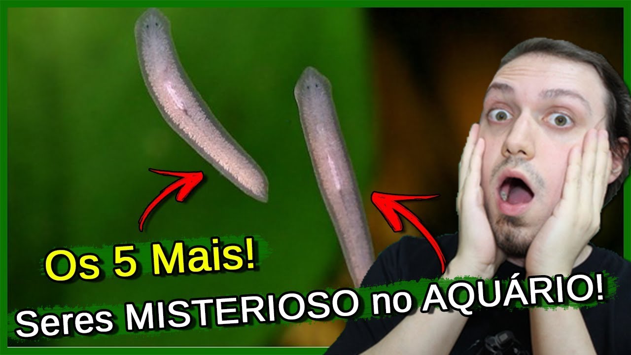 5 SERES Misteriosos que Aparecem no AQUÁRIO!