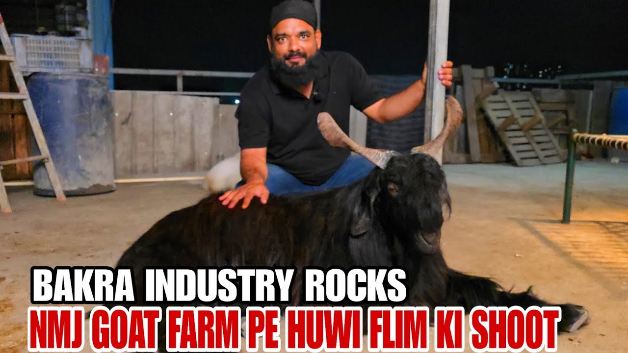 Bakra Indystry Rocks NMJ Goat Farm Pe Huwi Film Shooting Mumbai Mumbra