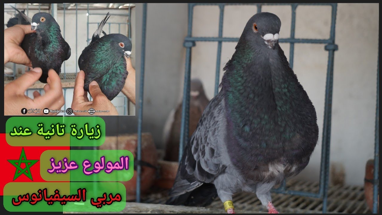 زيارة تانية عند المولوع الخلوق عزيز سوق السبت ، مربي حمام السيفيانوس المغربي الأصيل 🇲🇦