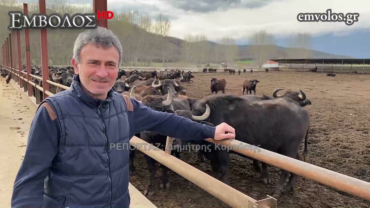Η βουβαλοτροφική μονάδα του Βασίλη Παπαδόπουλου στην Κερκίνη Σερρών