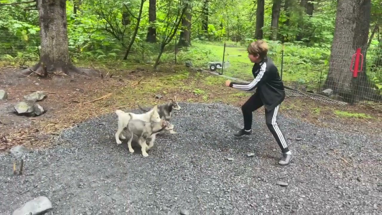 Ben w/ puppies at Seavey's Ididaride, 7 Aug 2023, Seward, Alaska (IMG 7530)