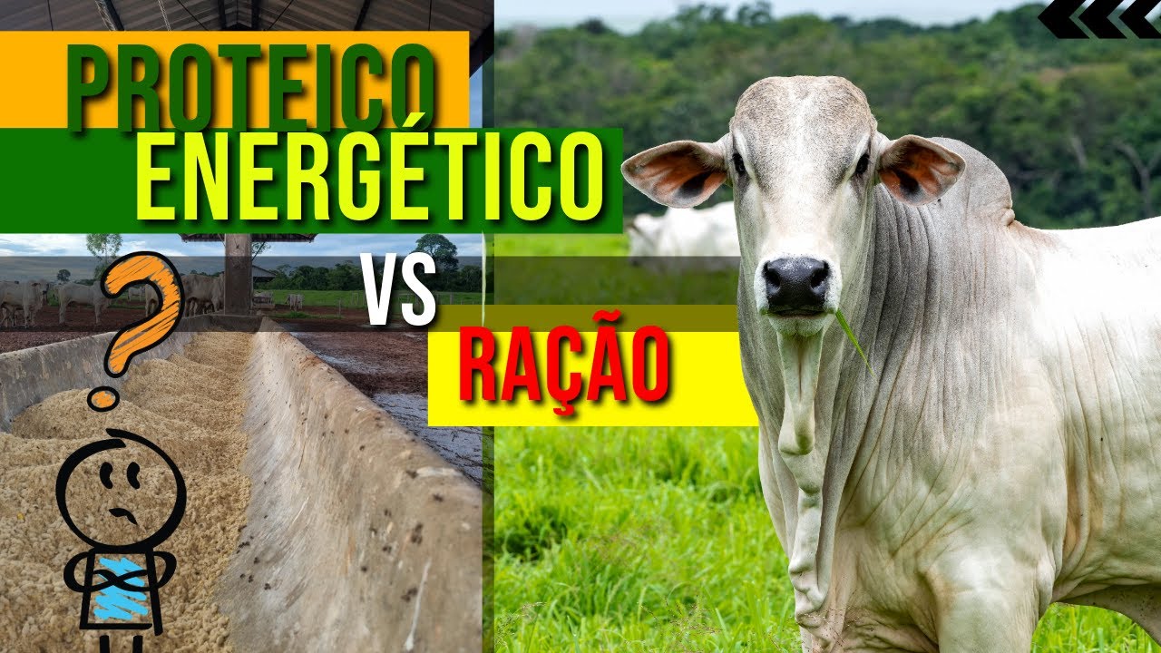 Diferenças Entre Ração e Proteico Energético na Suplementação bovina #pecuária