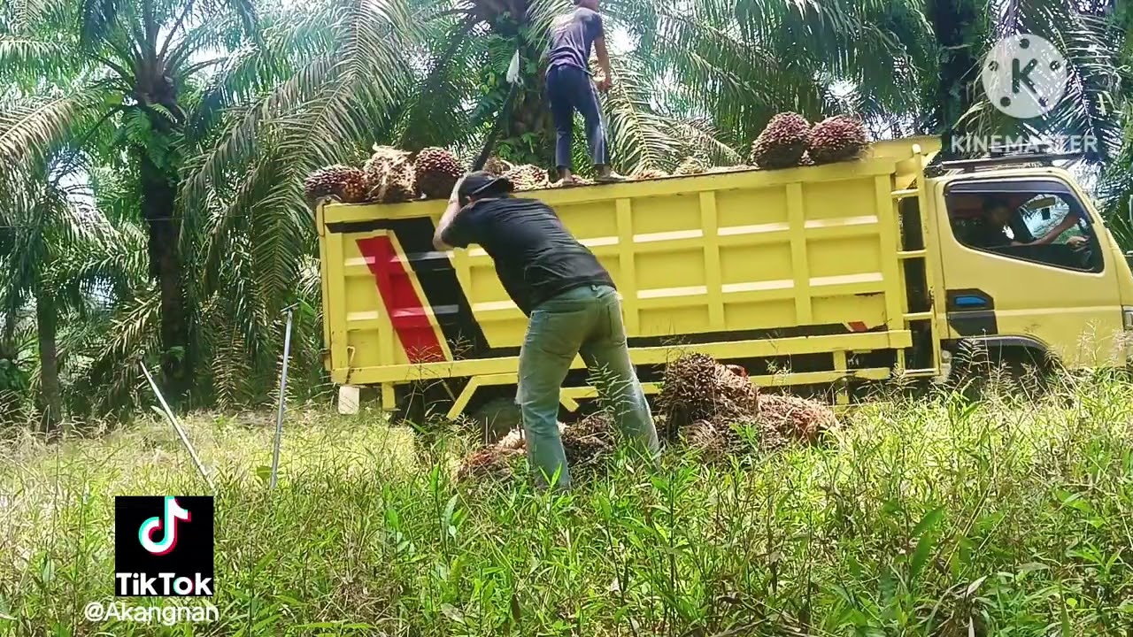 Part 2 muat sawit