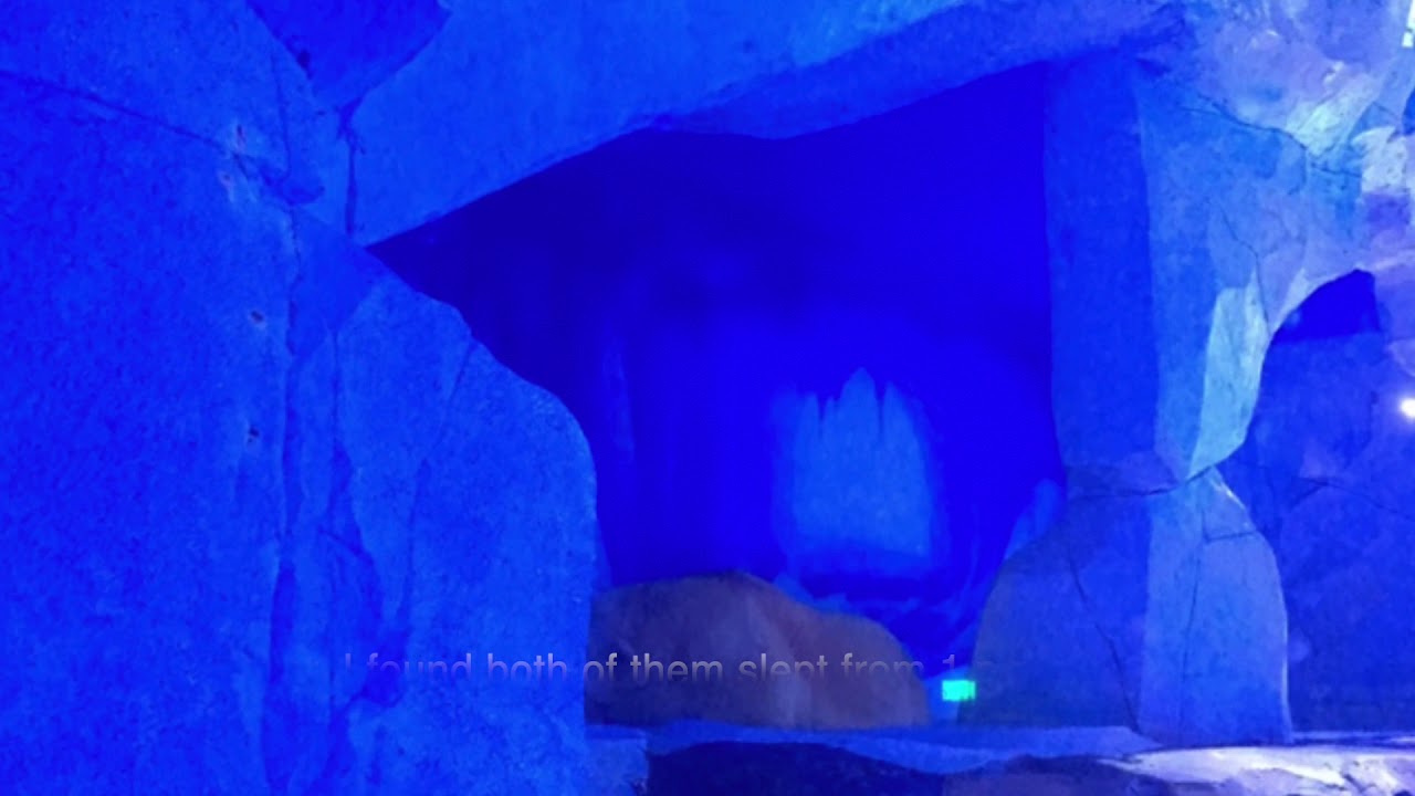Killer Whale Jail: Shanghai&rsquo;s Captive Orcas