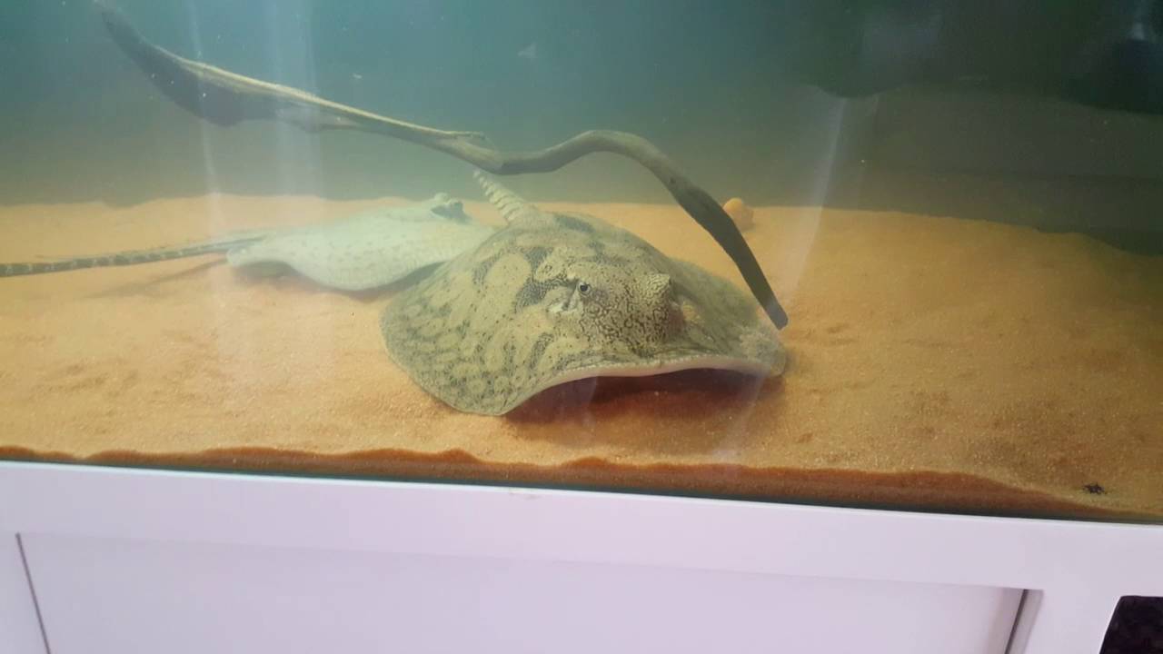 Stingray potamotrygon hystryx  amazon