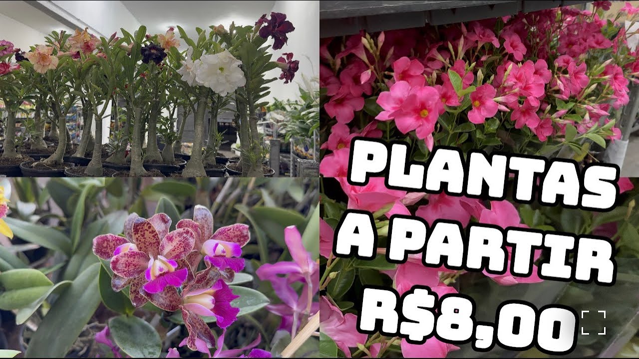 Plantas Baratas na Loja! Promo&ccedil;&atilde;o janeiro 2026 
