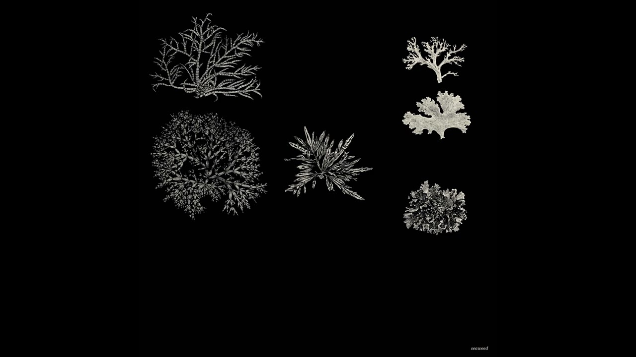 er255 - seaweed (frostekk remix)